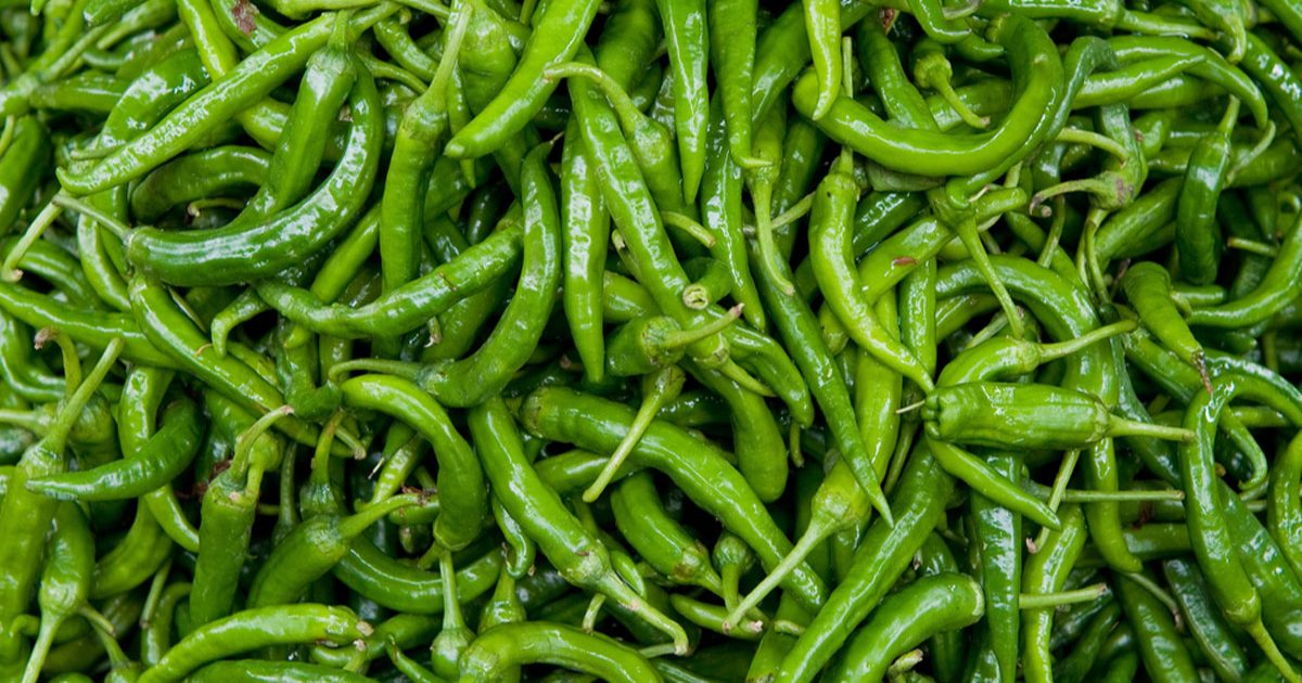 আরও বেড়েছে কাঁচা মরিচের দাম