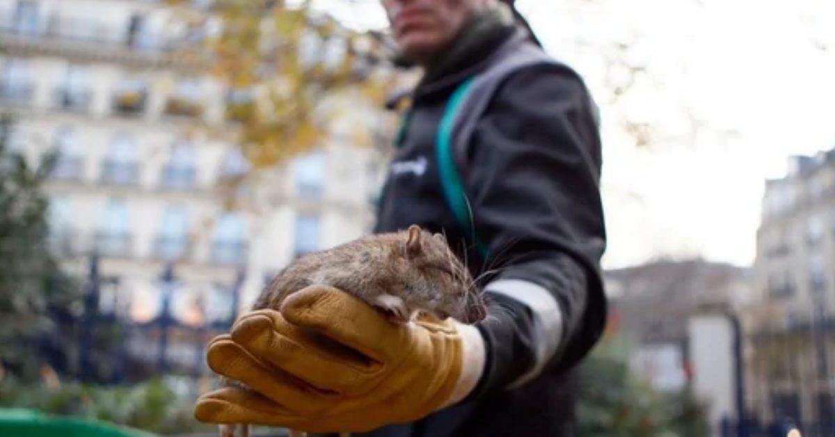 প্যারিসবাসীর উচিত ইঁদুরের সঙ্গে বসবাসে অভ্যস্ত হওয়া: মেয়র