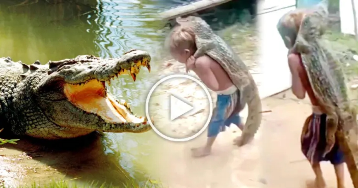 পুচকে ছেলে পিঠে কুমির নিয়ে হেঁটে যাচ্ছে ! (ভিডিও)