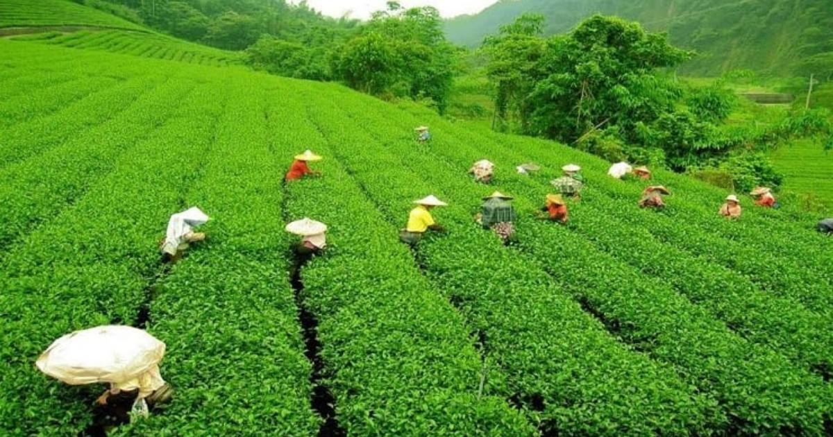 দেশে প্রথমবারের মতো দেয়া হচ্ছে ‘জাতীয় চা পুরস্কার’