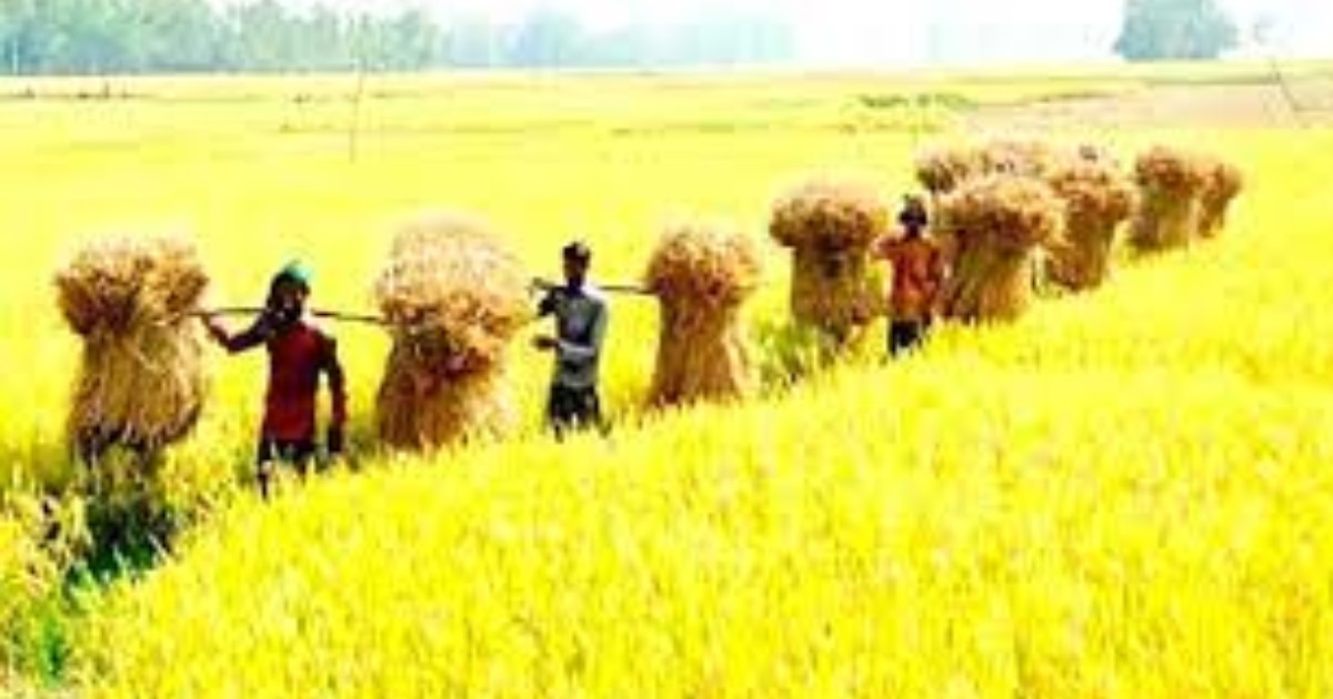 আগাম ধান কাটার ধুম হাওড়ে