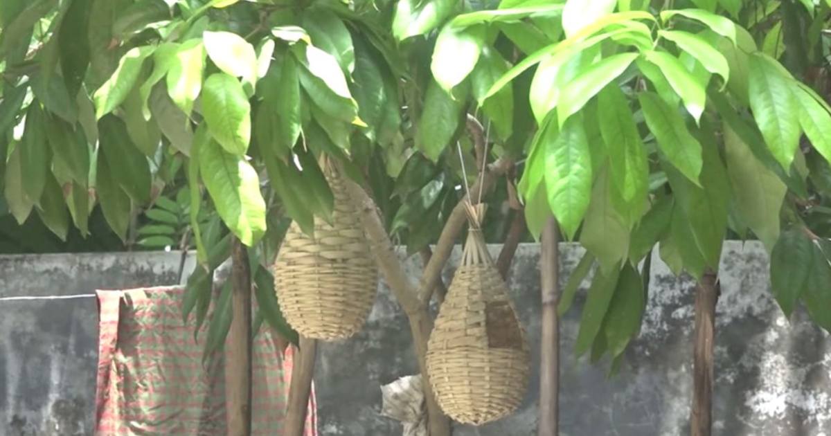 যশোরে তৈরি পাখির বাসা রপ্তানি হচ্ছে ইউরোপের ৬ দেশে