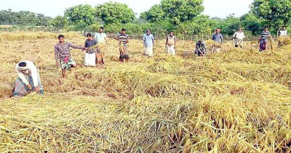 দিনাজপুরে আমন ধানের বাম্পার ফলন, দামেও খুশি কৃষকরা