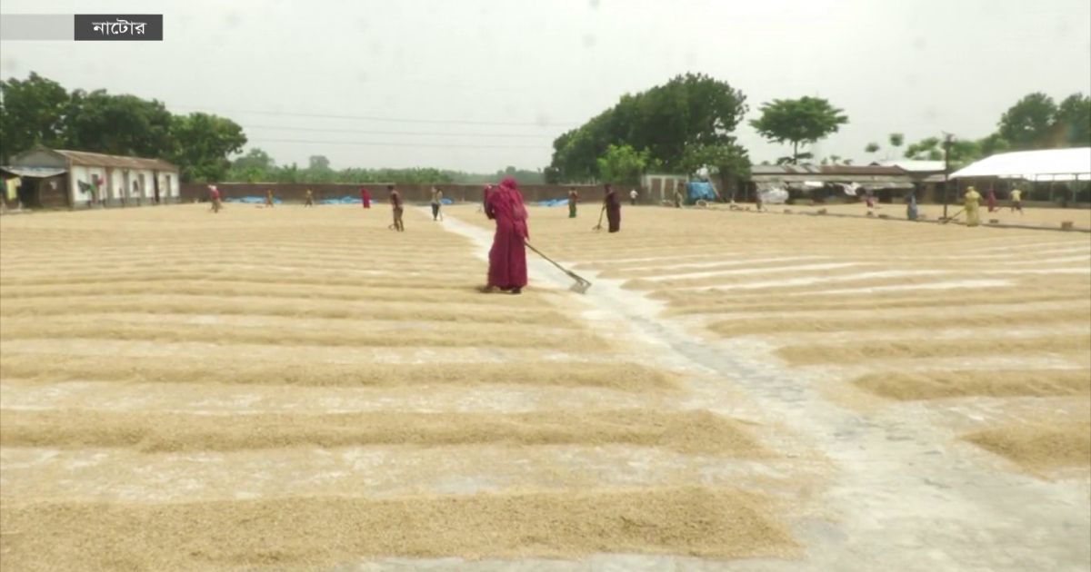 নাটোরে পাঁচ বছরে বন্ধ হয়েছে ২৫০ হাস্কিং রাইস মিল