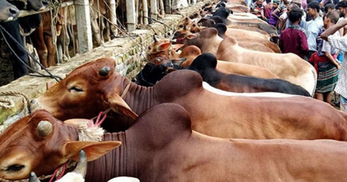 ঢাকার কোথায় কোথায় বসছে কোরবানির পশুর হাট?