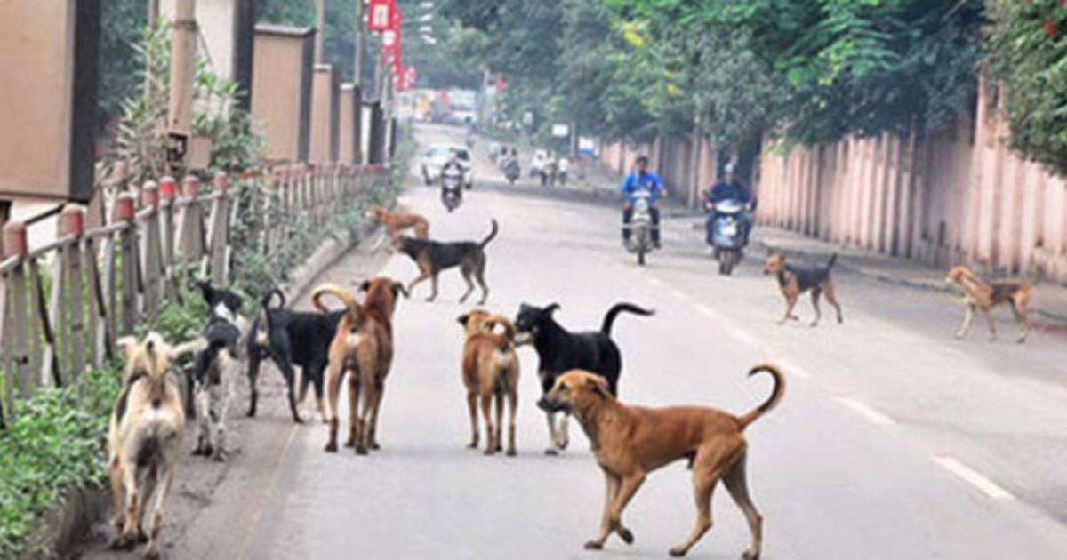 কুকুরের কামড়ে নারী-শিশুসহ আহত ৩৫