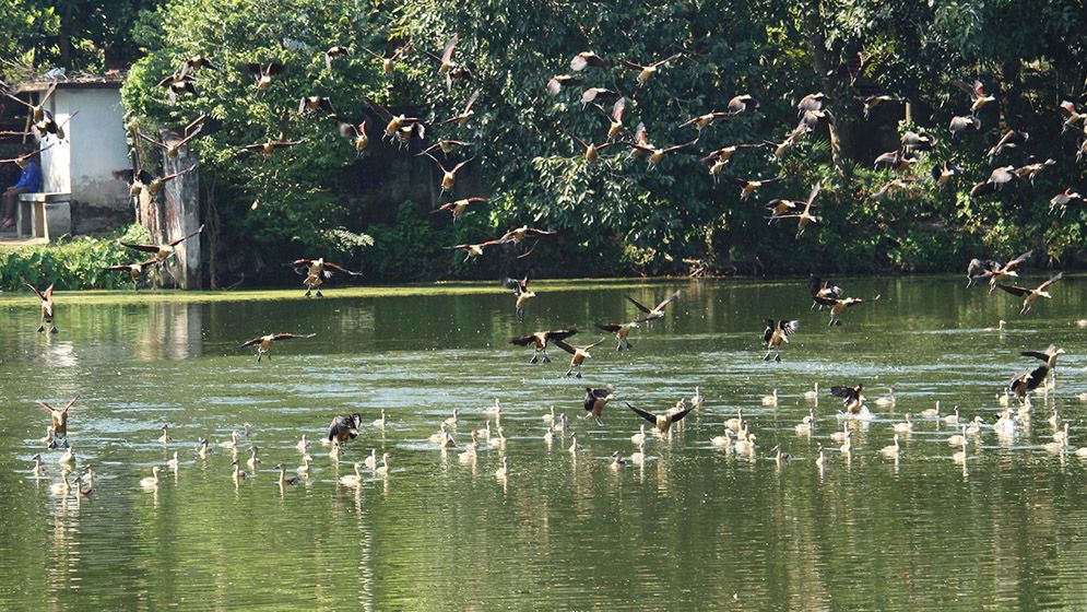 শীতের আগমনে ঝাঁকে ঝাঁকে অতিথি পাখির আগমন, কলতানে মুখরিত প্রকৃতি