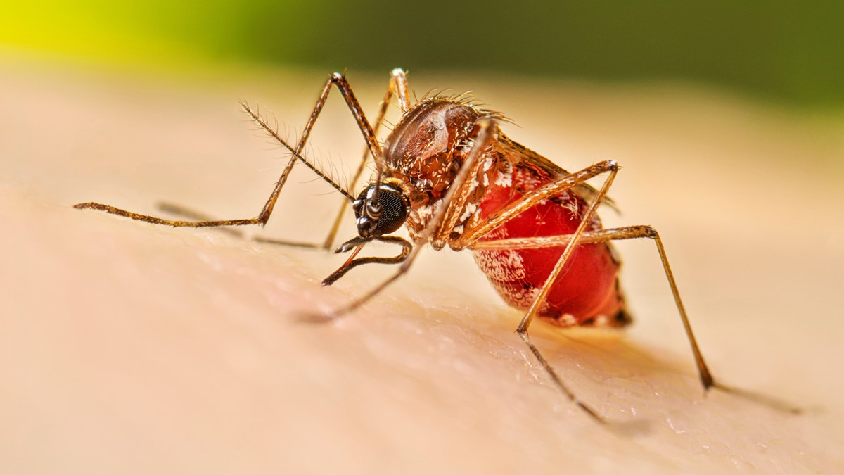 Four more die of dengue in Bangladesh, 845 admitted in 24 hours
