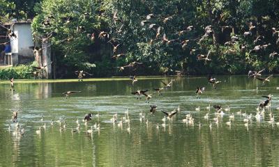 শীতের আগমনে ঝাঁকে ঝাঁকে অতিথি পাখির আগমন, কলতানে মুখরিত প্রকৃতি