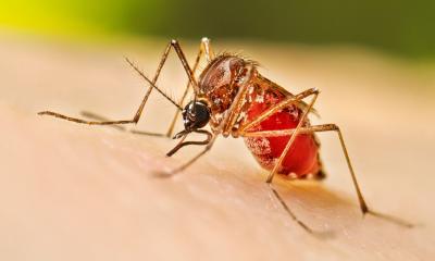Four more die of dengue in Bangladesh, 845 admitted in 24 hours