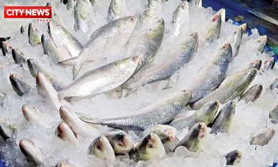 ভারতে যাচ্ছে ১২০০ টন ইলিশ