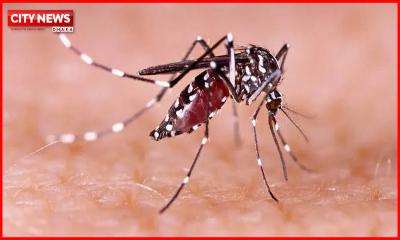 ডেঙ্গুতে আরও ৬ জনের মৃত্যু, হাসপাতালে ভর্তি ১৬৫৫