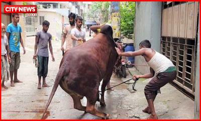 ঈদের দ্বিতীয় দিনেও চলছে পশু কুরবানি