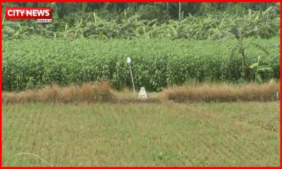 সীমান্তে ১১ জনকে পুশ ইনের চেষ্টা রুখে দিয়েছে বিজিবি
