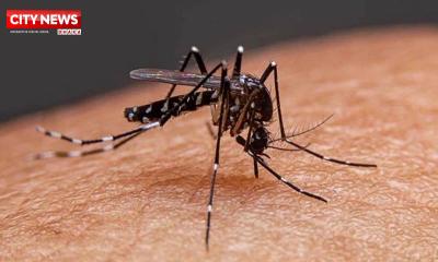 ডেঙ্গুতে আরও ৫ জনের মৃত্যু, হাসপাতালে ১১৬২ নতুন রোগী