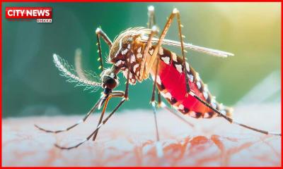 ডেঙ্গুতে ৯ জনের মৃত্যু