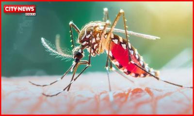 ২৪ ঘণ্টায় ডেঙ্গুতে ৩ জনের মৃত্যু, হাসপাতালে ভর্তি ১৪৬৩