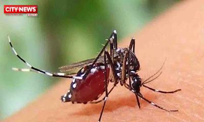ডেঙ্গুতে আরও ৫ জনের মৃত্যু, হাসপাতালে ভর্তি ৬৩৬