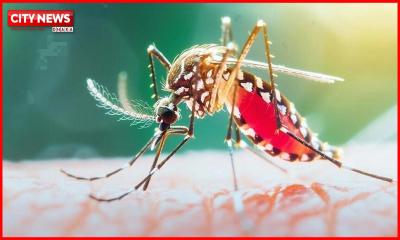 ২৪ ঘণ্টায় ডেঙ্গুতে ৫ জনের মৃত্যু, নতুন আক্রান্ত ১৪৮৪
