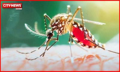 ২৪ ঘণ্টায় ডেঙ্গুতে ৭ জনের মৃত্যু; হাসপাতালে ভর্তি ১ হাজার ৮৭২