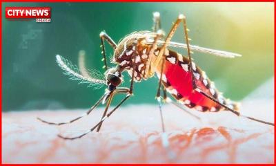 ২৪ ঘণ্টায় ডেঙ্গুতে ৮ জনের মৃত্যু, হাসপাতালে ভর্তি ২ হাজার ৩৬