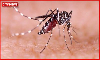 ডেঙ্গুতে আরও ৪ জনের মৃত্যু, হাসপাতালে ১৮৫১
