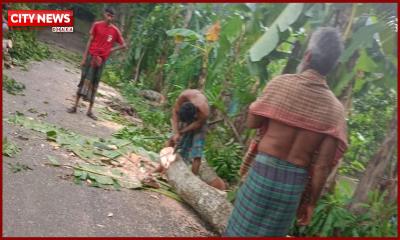 বাউফলে সরকারি ১৩টি গাছ কেটে নেওয়ার অভিযোগ স্বেচ্ছাসেবক দল নেতার বিরুদ্ধে
