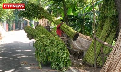 ফরিদপুরের সালথায় পানির অভাবে পাট নিয়ে সঙ্কটে চাষিরা, স্লুইচগেইট খুলে দেওয়ার দাবী