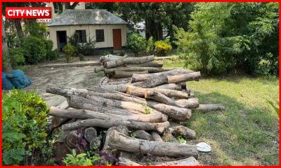 বোয়ালমারীতে খাল খননের নামে বৃক্ষ নিধন: চার সদস্যের তদন্ত কমিটি গঠন, ৬০টি গুঁড়ি জব্দ