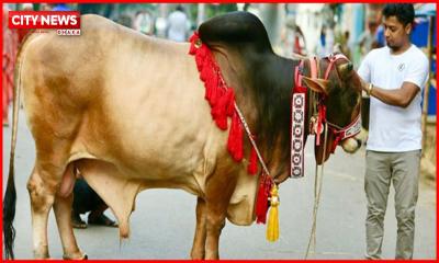 অপবিত্র অবস্থায় পশু কুরবানি করলে আদায় হবে কি? জানুন শরিয়তের স্পষ্ট বিধান
