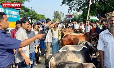 ঢাকা-চট্টগ্রাম মহাসড়ক ঘেঁষে গরুর হাট সরানো হলো, যানবাহনে ফিরেছে গতি
