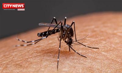 ডেঙ্গুতে একদিনে ১২ জনের মৃত্যু