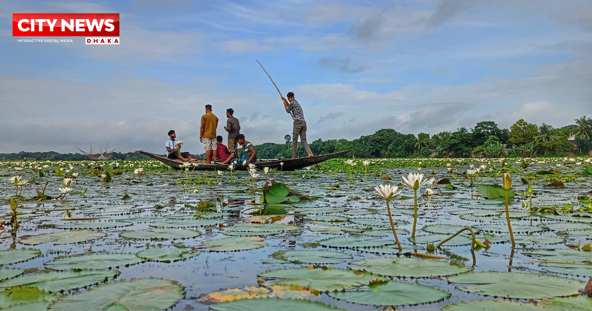 ফরিদপুরের সালথায় সাদা শাপলার রূপে সেজেছে প্রকৃতি