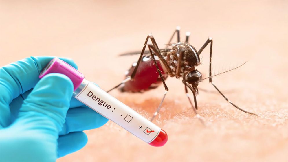 ডেঙ্গুতে আরও ৪ জনের মৃত্যু, হাসপাতালে ৮১৪