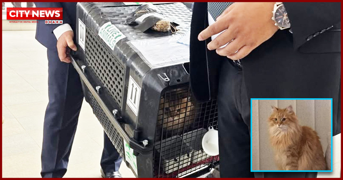 তারেক রহমানের সঙ্গে দেশে এলো জেবু