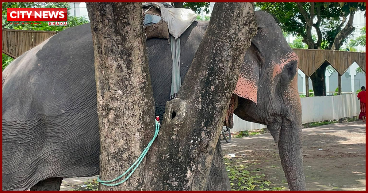 ফরিদপুরে সদরপুর থানা প্রাঙ্গণে হাতি রাখা নিয়ে সংকট: আদালতের নির্দেশে মালিকের কাছে হস্তান্তরের সিদ্ধান্ত