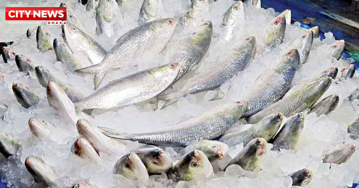 ভারতে যাচ্ছে ১২০০ টন ইলিশ