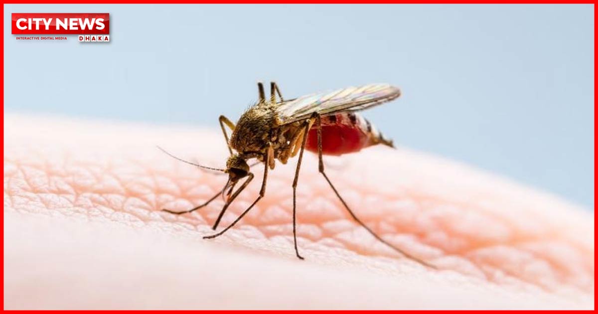 ২৪ ঘণ্টায় ডেঙ্গু কাড়লো ৫ প্রাণ, হাসপাতালে ১৯২০ জন