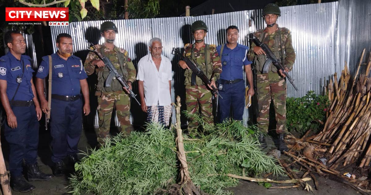 নীলফামারীতে বসতবাড়ি থেকে গাঁজার গাছ উদ্ধার