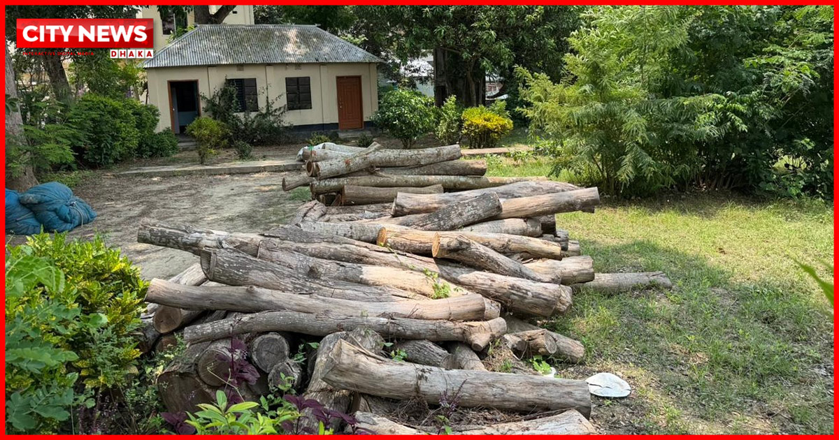 বোয়ালমারীতে খাল খননের নামে বৃক্ষ নিধন: চার সদস্যের তদন্ত কমিটি গঠন, ৬০টি গুঁড়ি জব্দ
