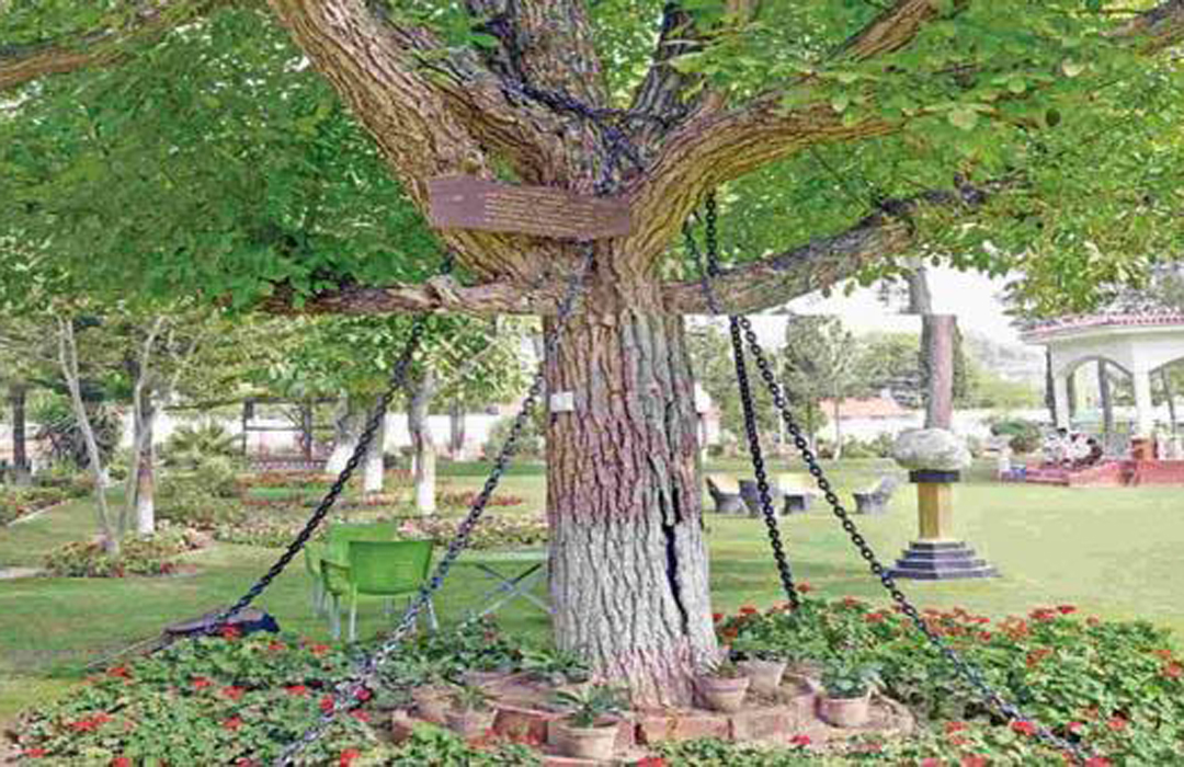 ১২৩ বছর আগে গ্রেফতার হওয়া সেই বট গাছটি আজও বন্দী