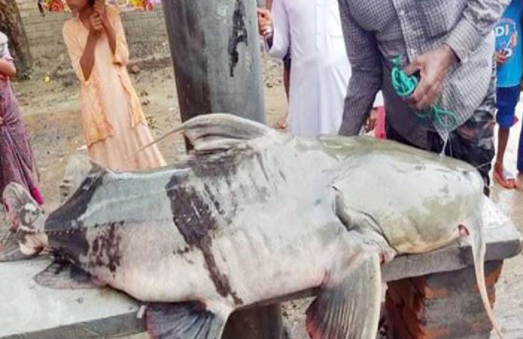 ৭১ কেজি ওজনের বাঘাইড় ৬৫ হাজার টাকায় বিক্রি