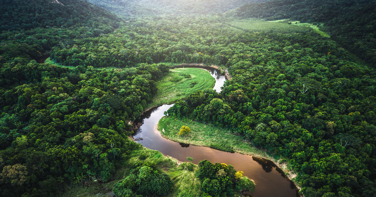 আমাজন রক্ষায় এগিয়ে এলো সুইডিশ ধনকুবের