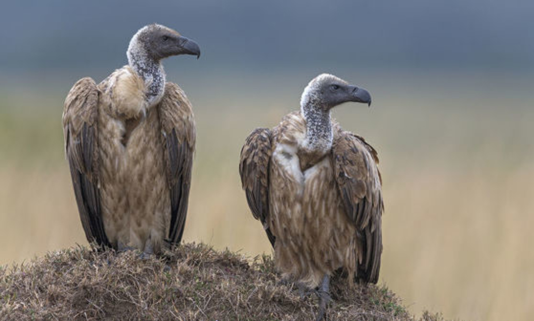 বিপন্ন শকুন বাঁচানোর ইতিহাস
