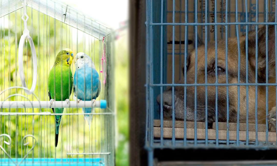 বন্দি জীবনে মুখ ভার পশুপাখিদের