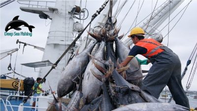 বঙ্গোপসাগরে টুনা মাছ সংগ্রহে ৩ জাহাজের টেন্ডার আহ্বান