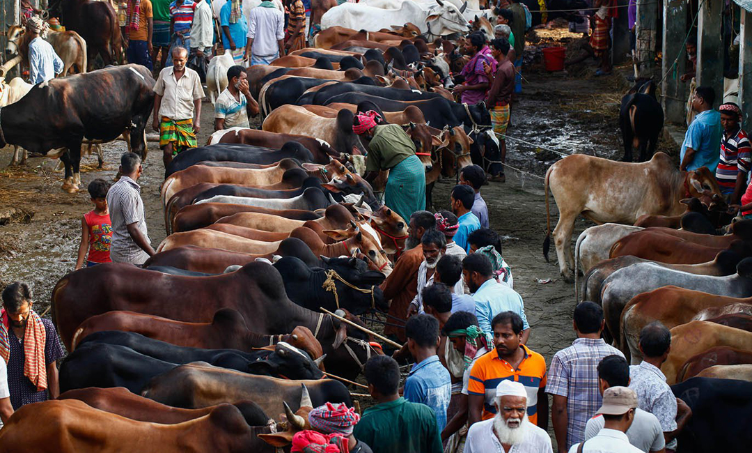 পশুর হাটে নির্বাহী ম্যাজিস্ট্রেট নিয়োগের সিদ্ধান্ত বুধবার