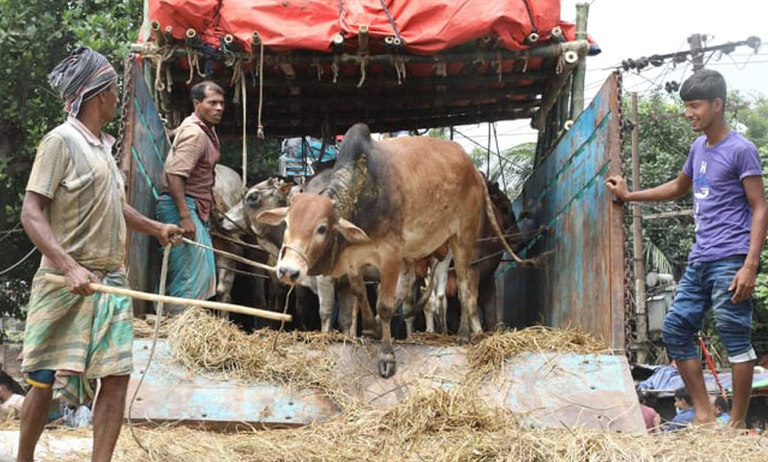 ঢাকায় ট্রাকে ট্রাকে ঢুকছে কোরবানির পশু