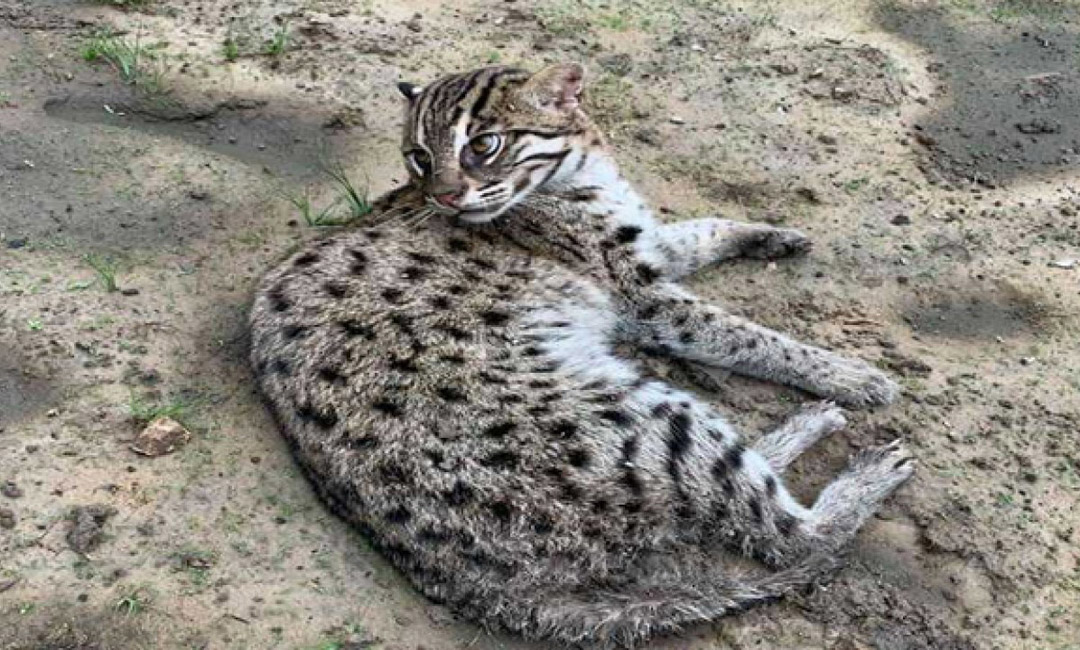 ধানক্ষেত থেকে মেছোবাঘ উদ্ধার