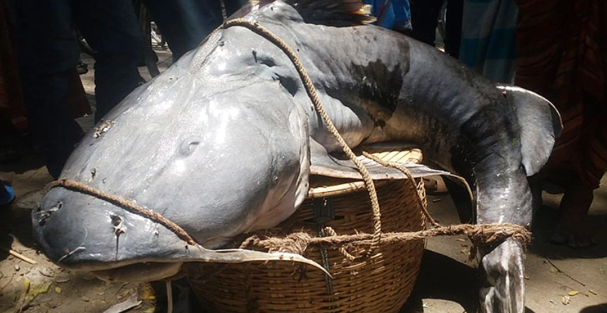 এবার ধরা পড়ল ৫২ কেজির বাঘাইড়